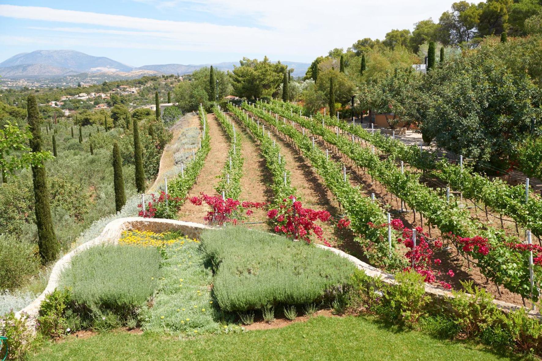 הוילה פורטו הלי Vineyard Estate מראה חיצוני תמונה